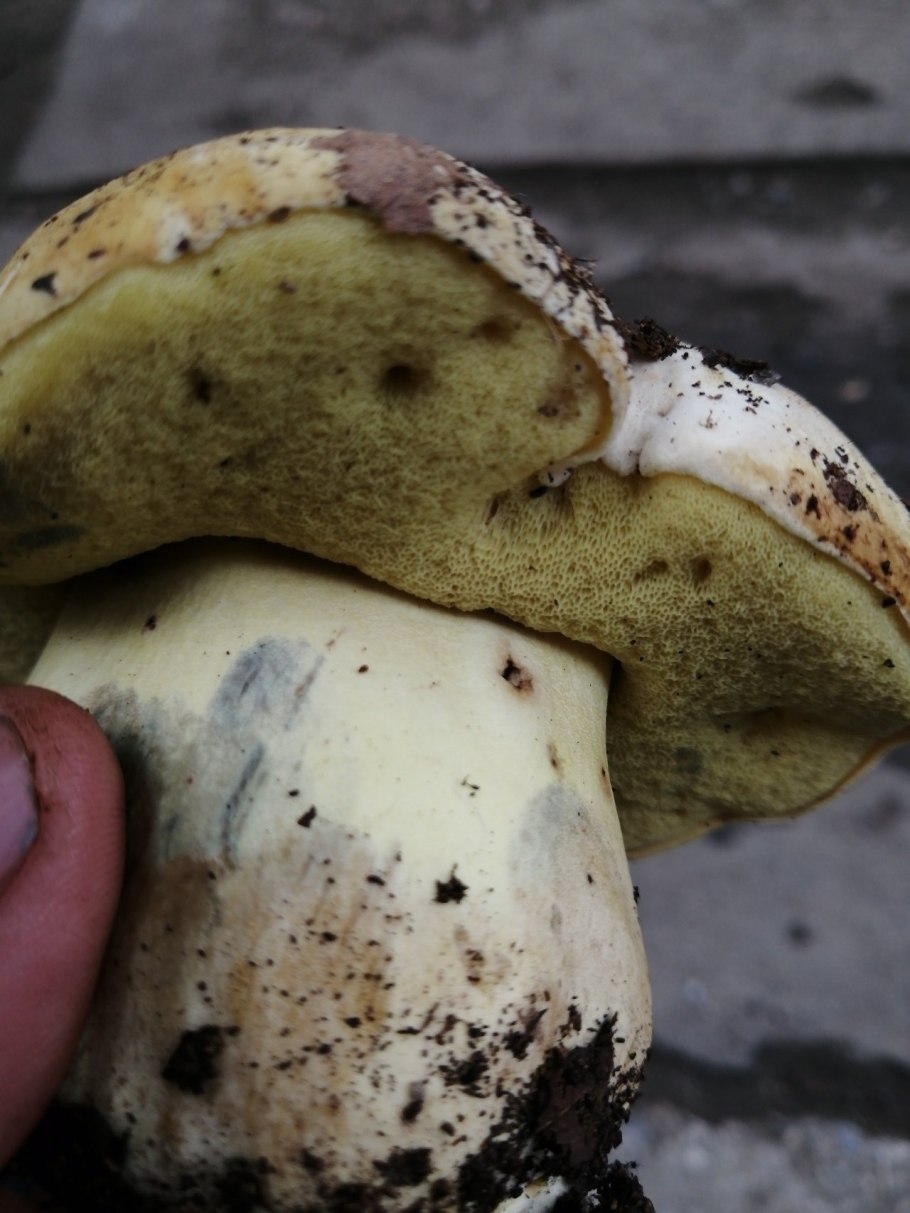 Подберезовик под шляпкой