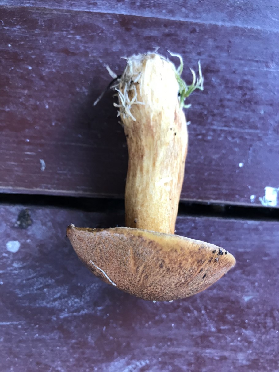 Коричневые грибы с желтой мякотью