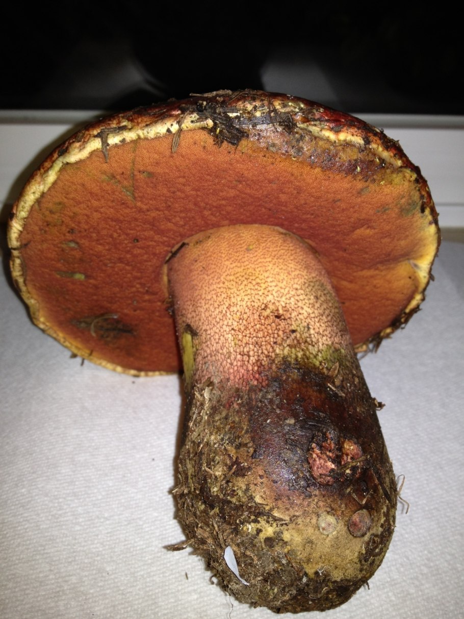 Моховик зеленый Boletus subtomentosus