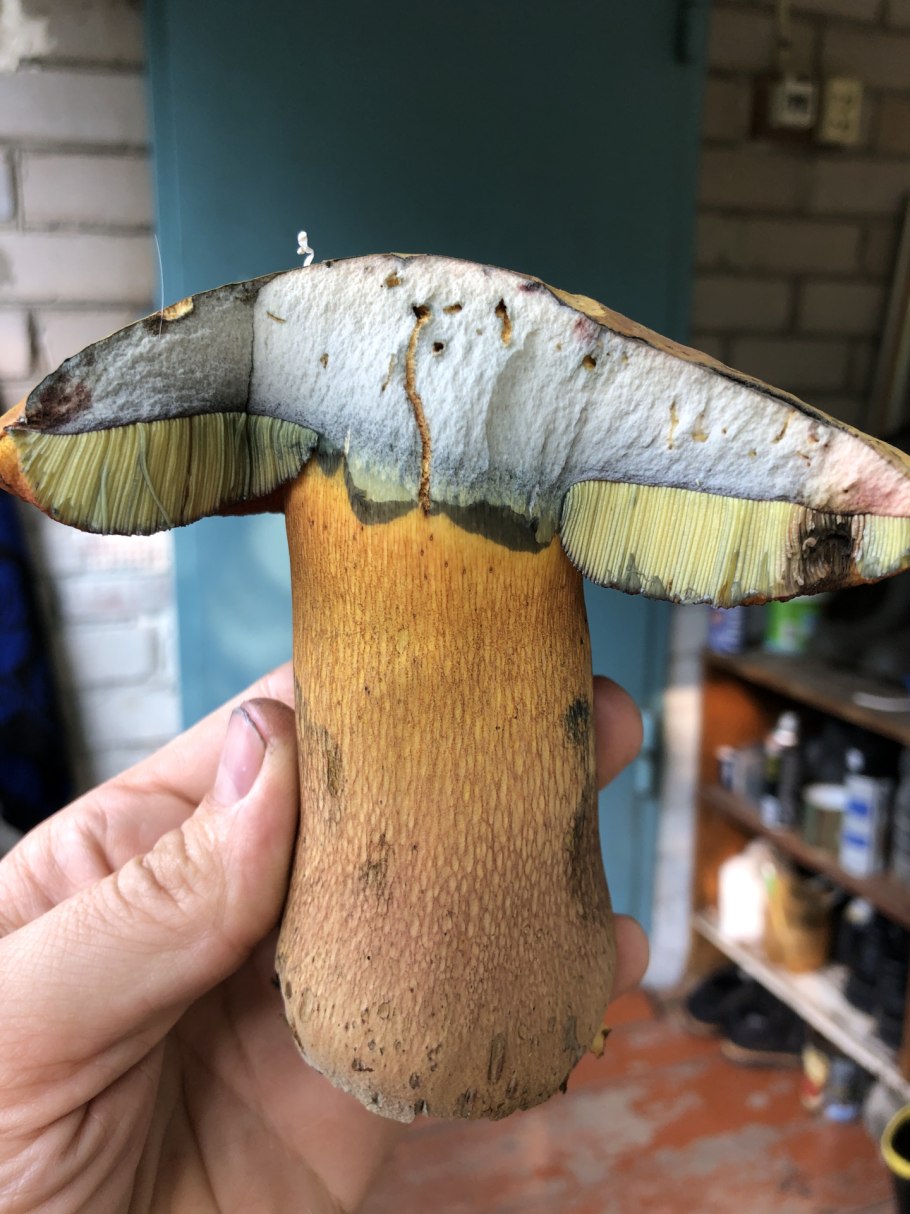 Боровик пластинчатый гриб