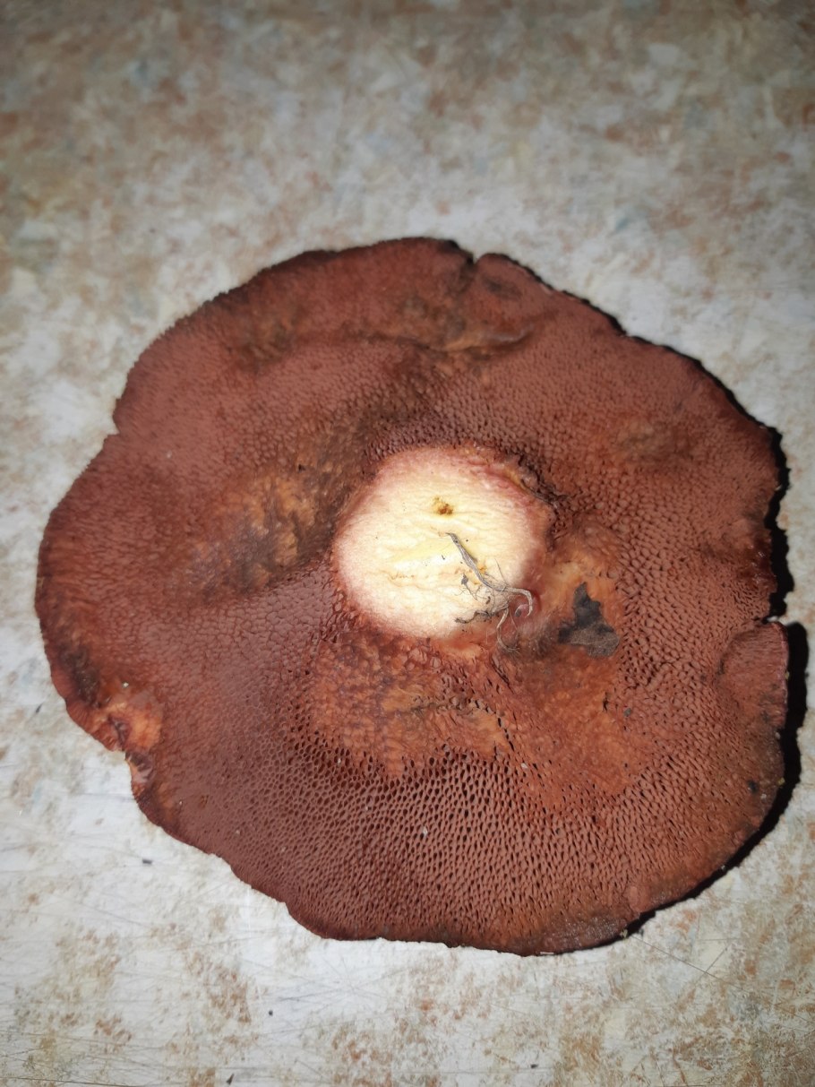 Гриб с синеющей снизу шляпкой