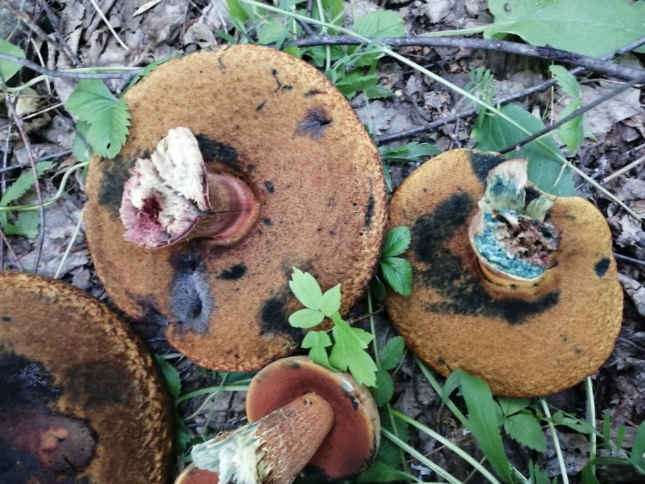 Грибы рядовки