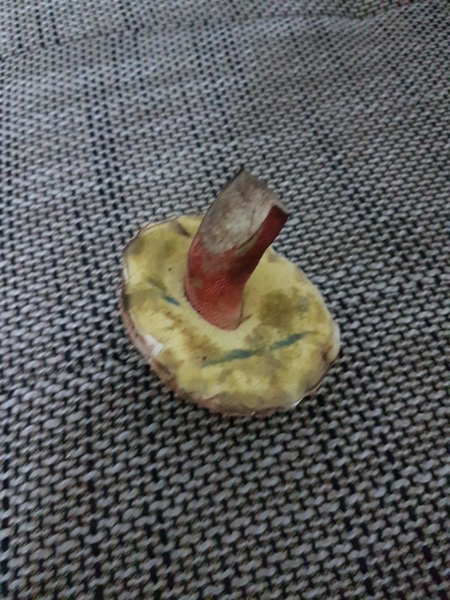 Моховик тупоспоровый гриб