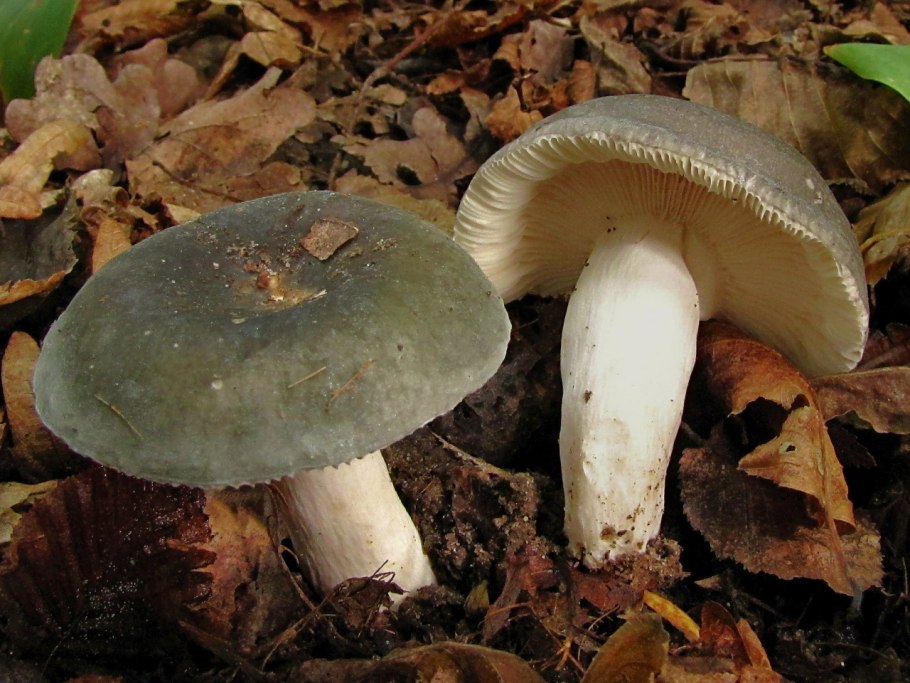 Сыроежка Чешуйчатая (Russula virescens)