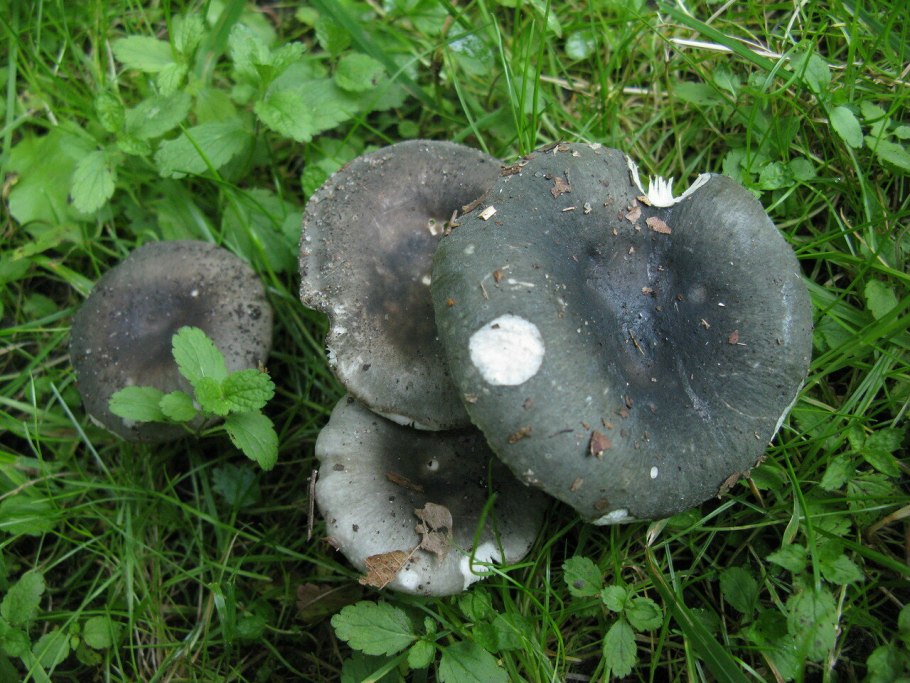 Сыроежка зелёная (Russula aeruginea).