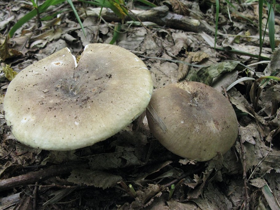 Сыроежка гриб