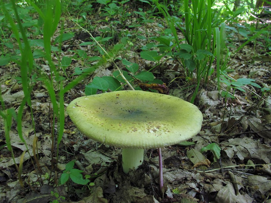 Сыроежка Чешуйчатая (Russula virescens)