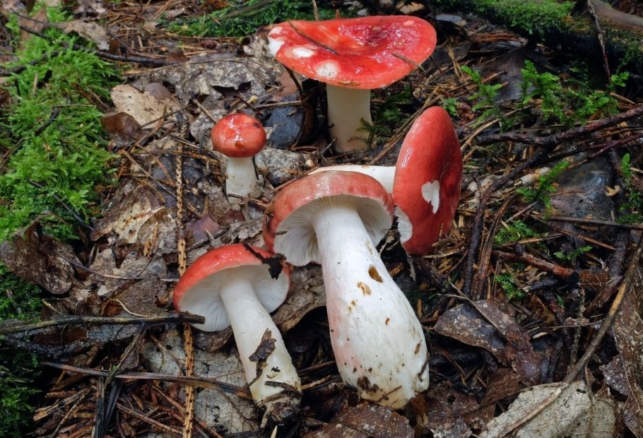 Подгруздок чёрный Russula adusta.