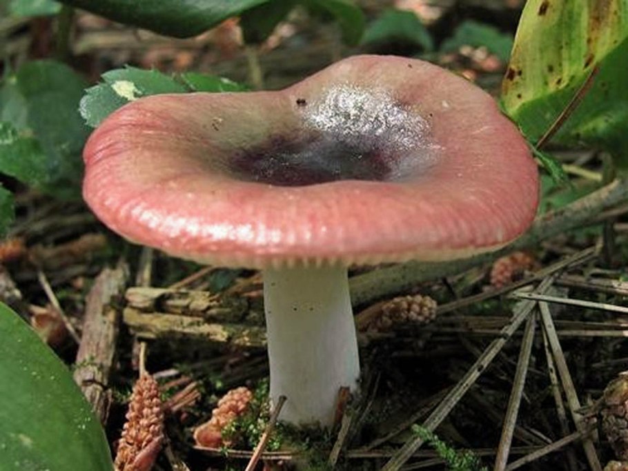Сыроежка Чешуйчатая (Russula virescens)
