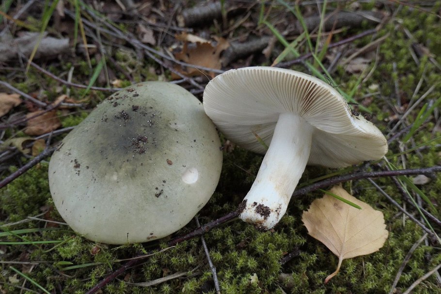 Russula aeruginea