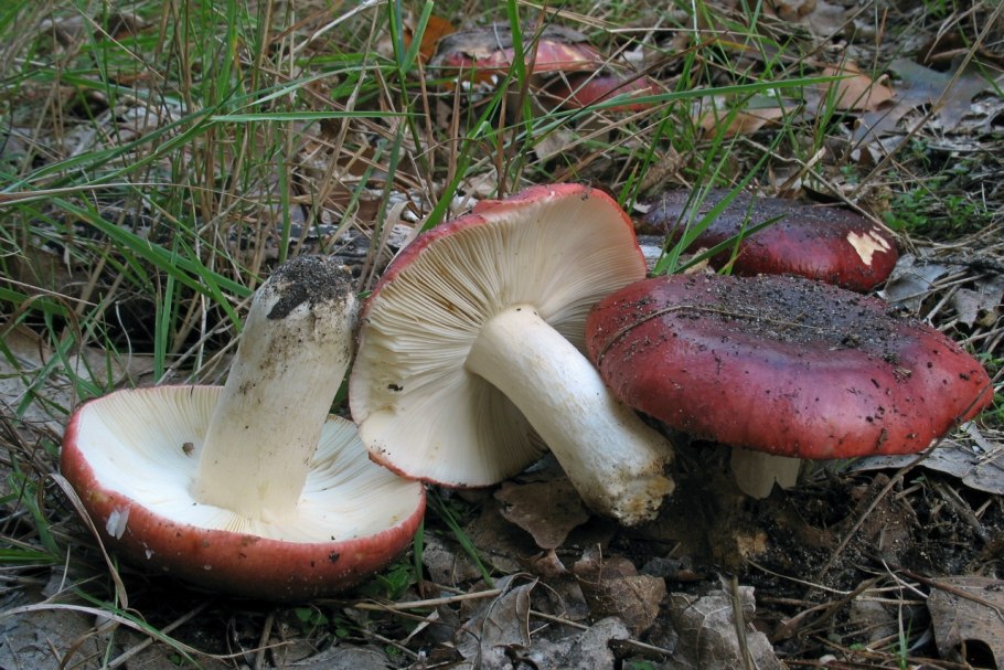 Сыроежка зелёная (Russula aeruginea).