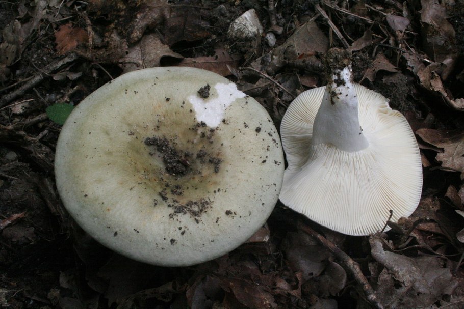 Гриб Russula cyanoxantha