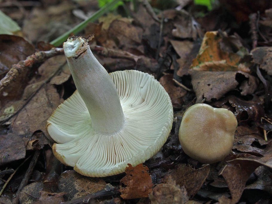 Гриб Russula cyanoxantha
