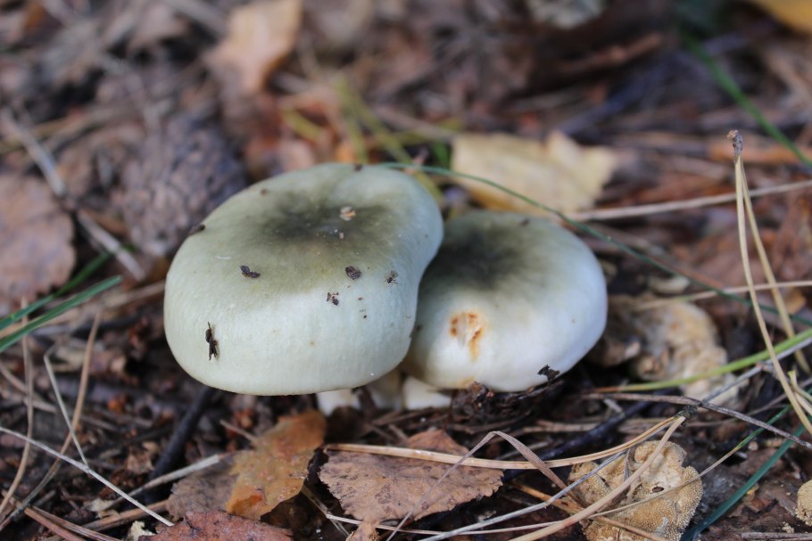 Сыроежка Чешуйчатая (Russula virescens)