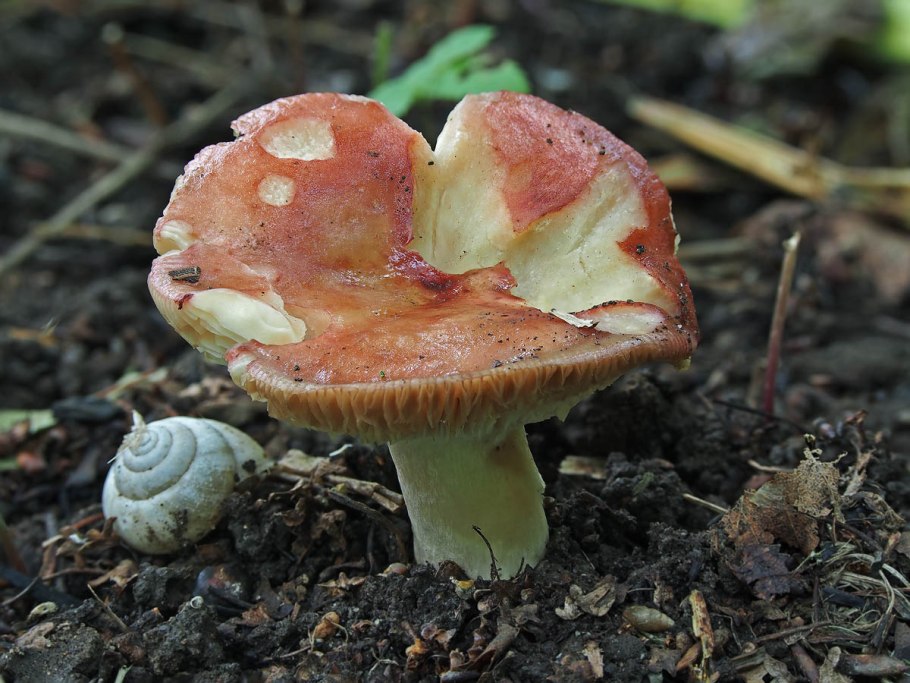 Russula aeruginea
