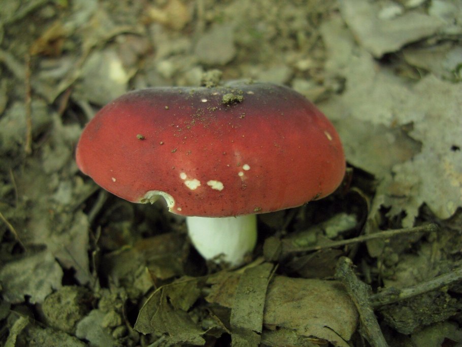 Гриб Russula cyanoxantha