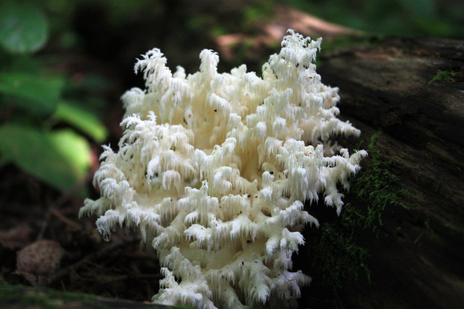 Ежовик желтый съедобный гриб