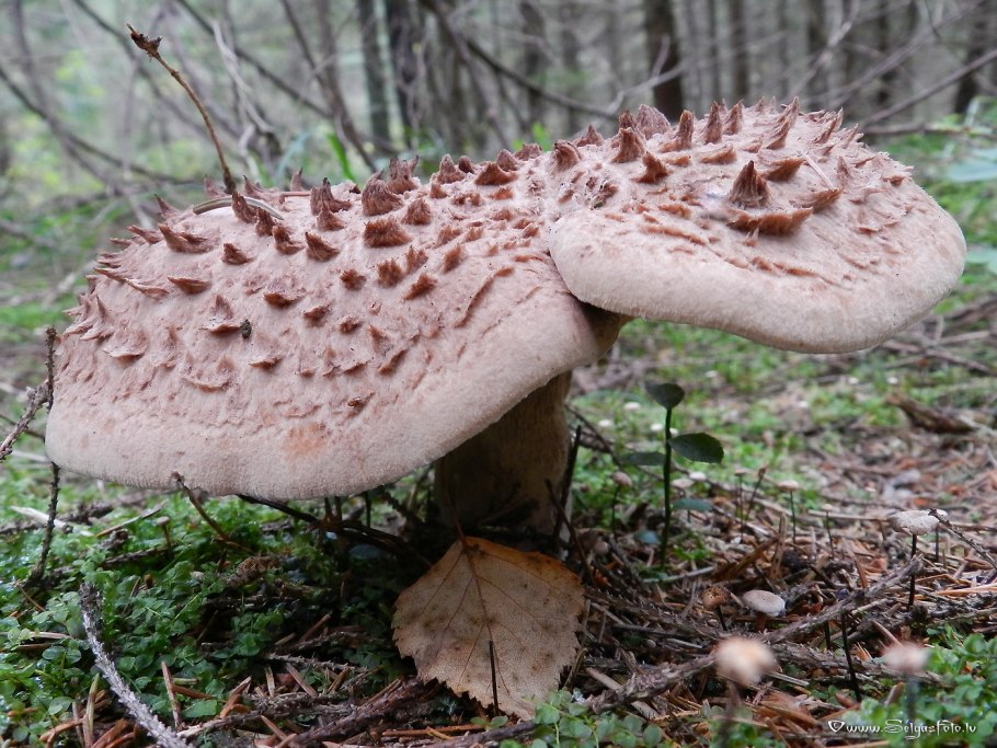 Ежовик пестрый Sarcodon imbricatus