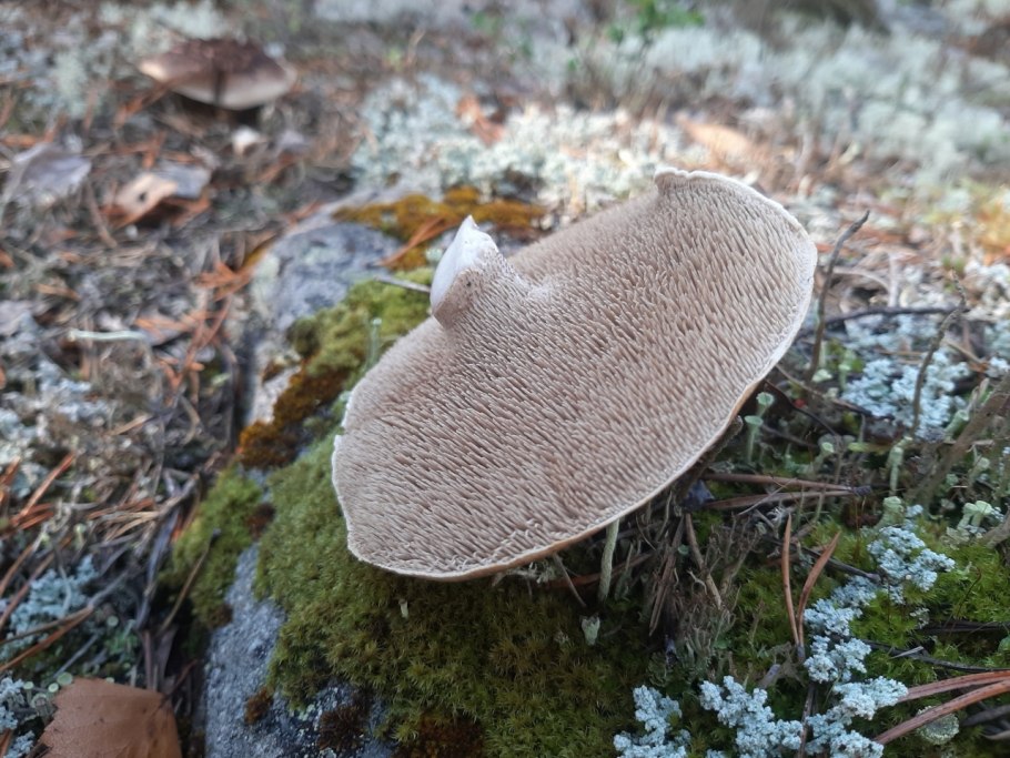 Ежовик Сосновый гриб