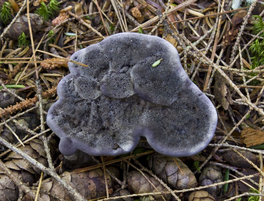 Гриб ежевик Крымский