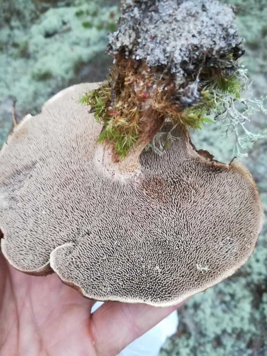 Ежовик пестрый Sarcodon imbricatus