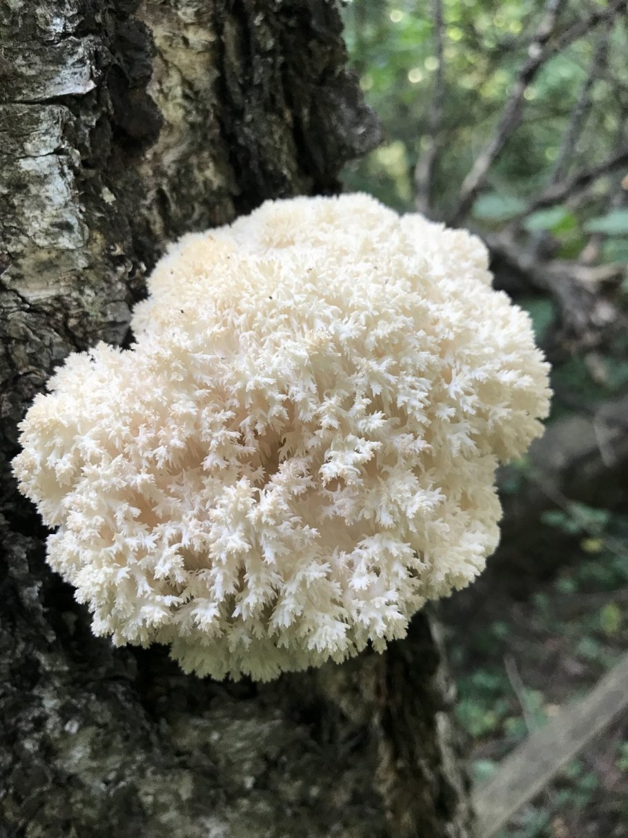 Ежовик коралловый