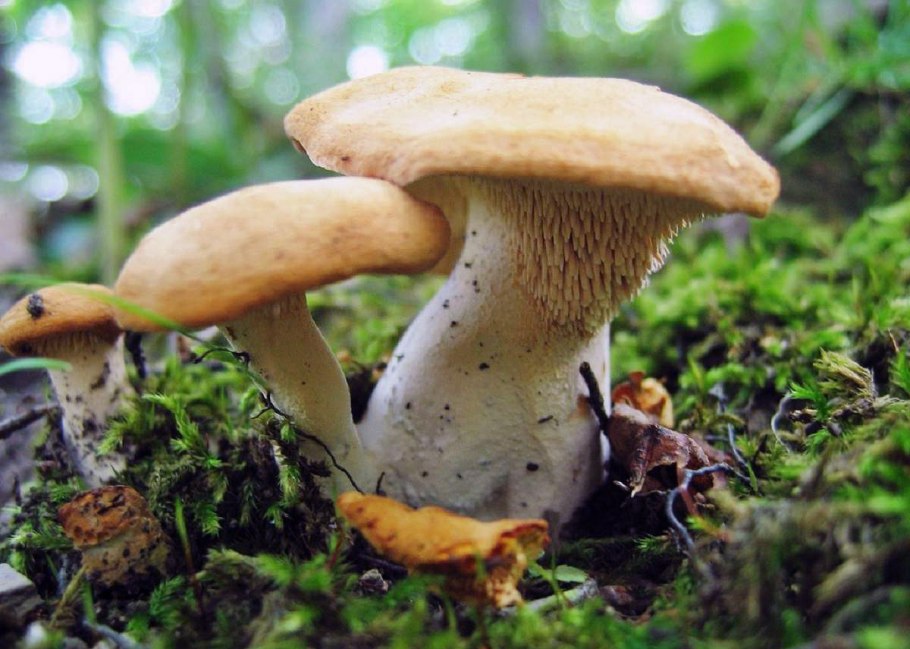 Ежовик пёстрый