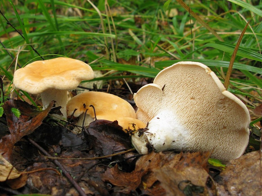 Грибы ежовик жёлтый