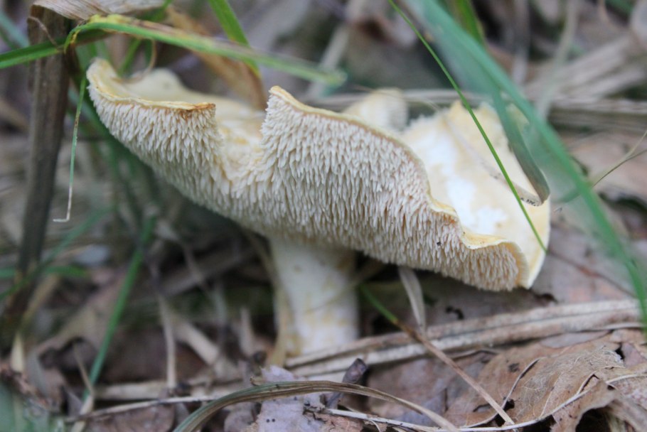 Ежовик пестрый черепитчатый