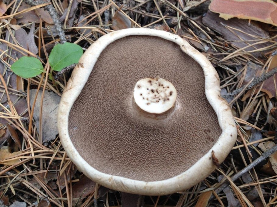 Ежовик жёлтый