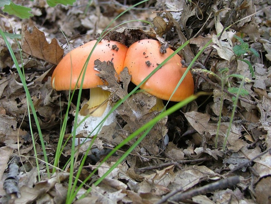 Царский гриб Приморский край