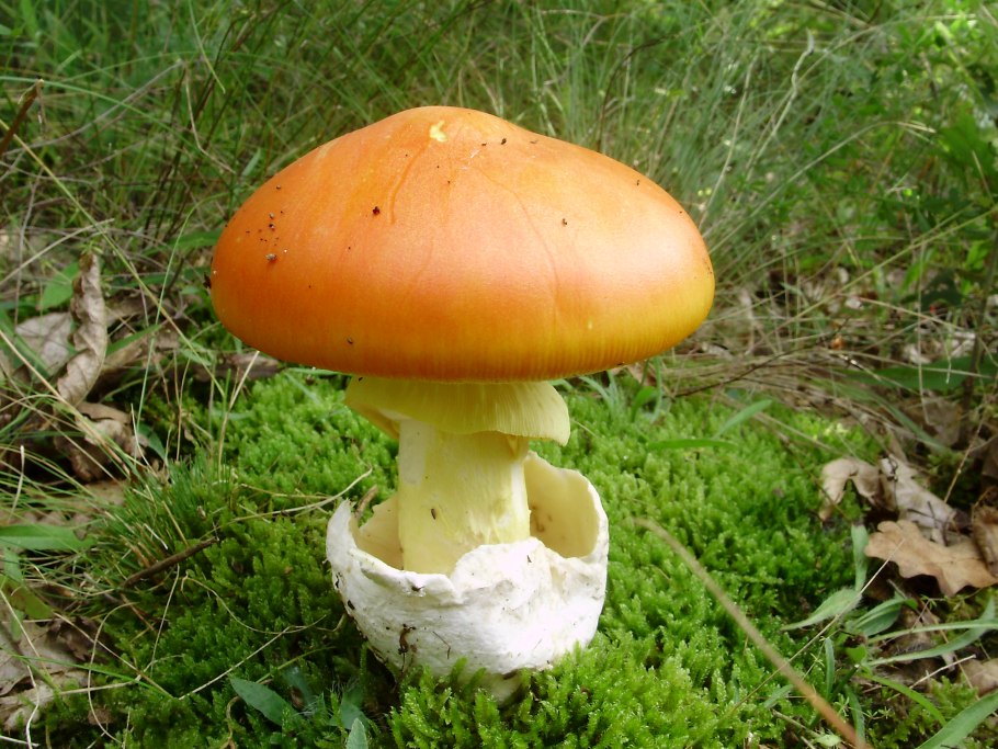 Цезарский гриб Amanita Caesarea