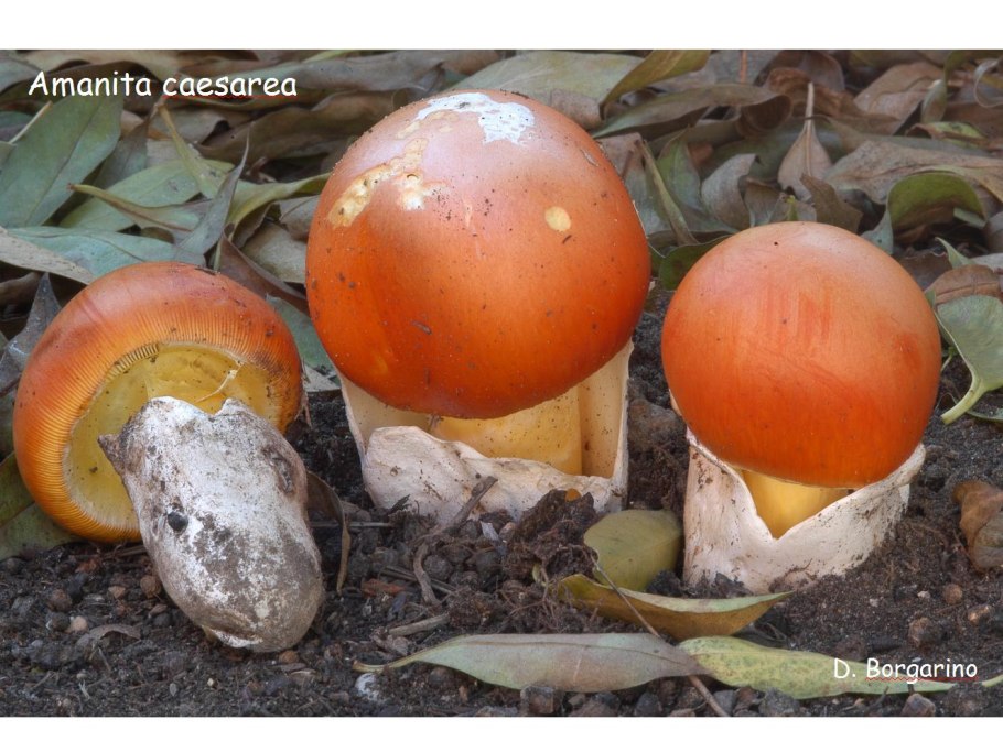 Поплавок шафранный и цезарский