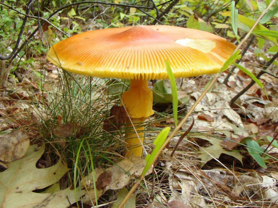 Кесарев гриб Дальневосточный