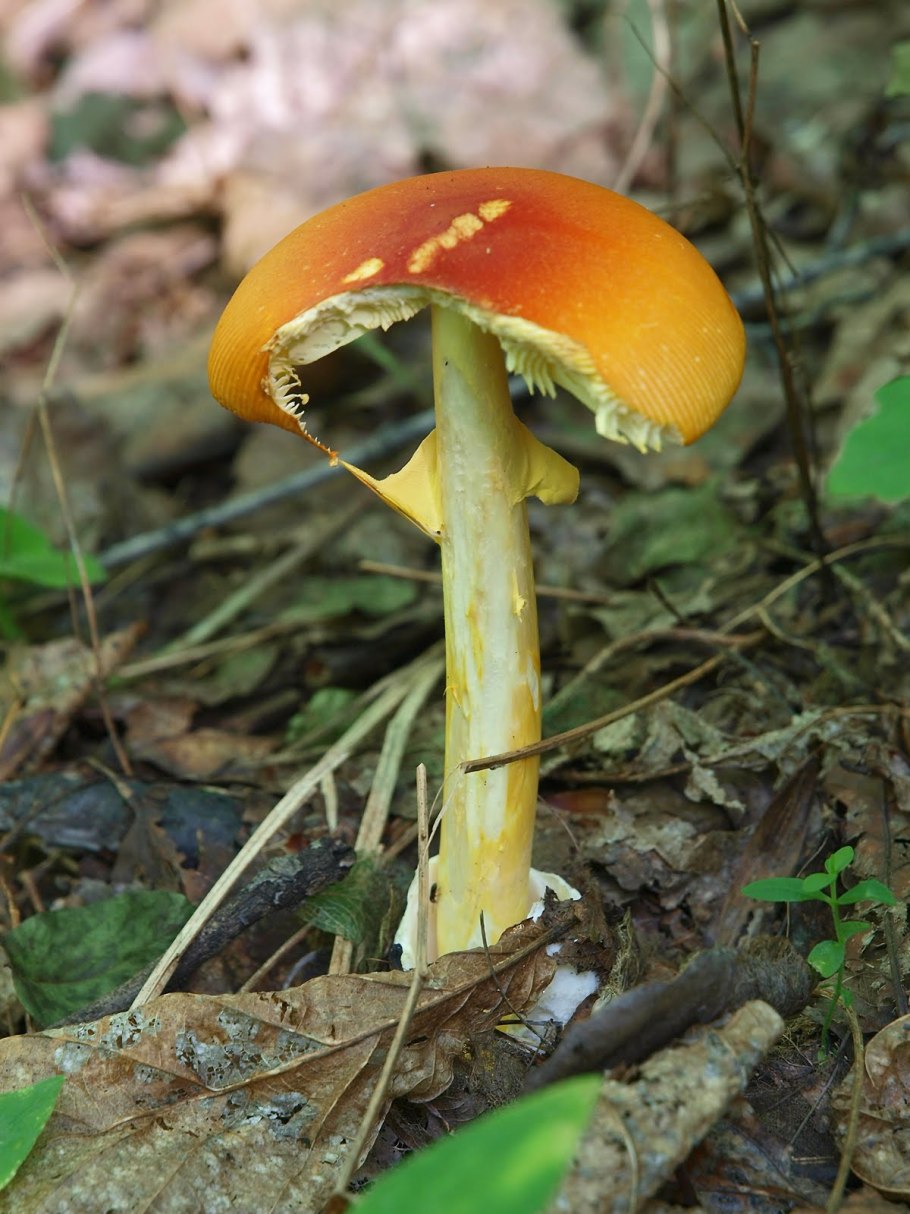 Гриб цезарский Приморье