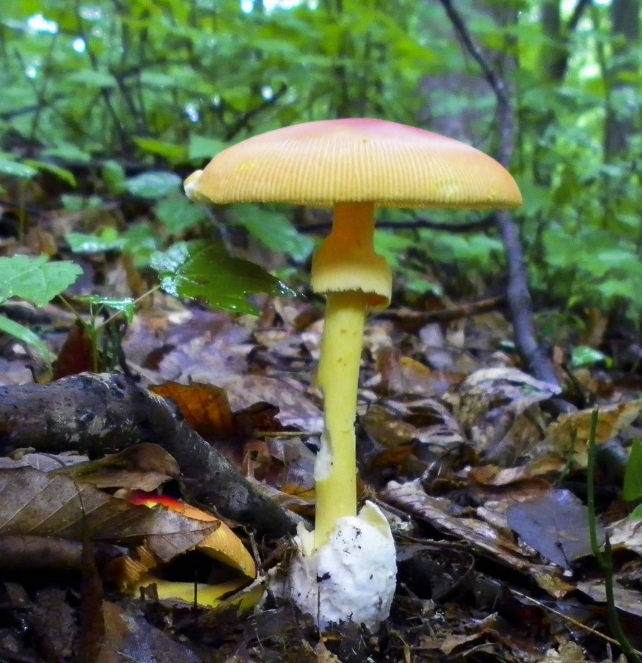 Аманита Цезария