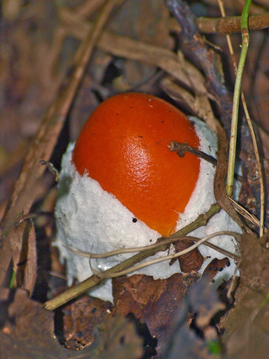 Мухомор цезаревидный