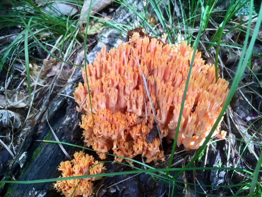 Мухомор Цезаря яйцо