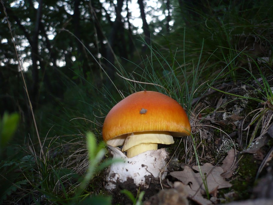 Цезарский гриб Дальневосточный