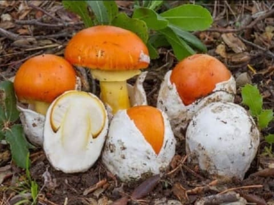 Цезарский гриб Amanita Caesarea