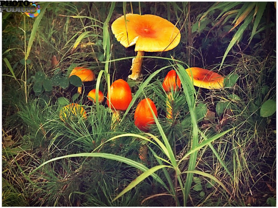 Кесарев гриб Приморский