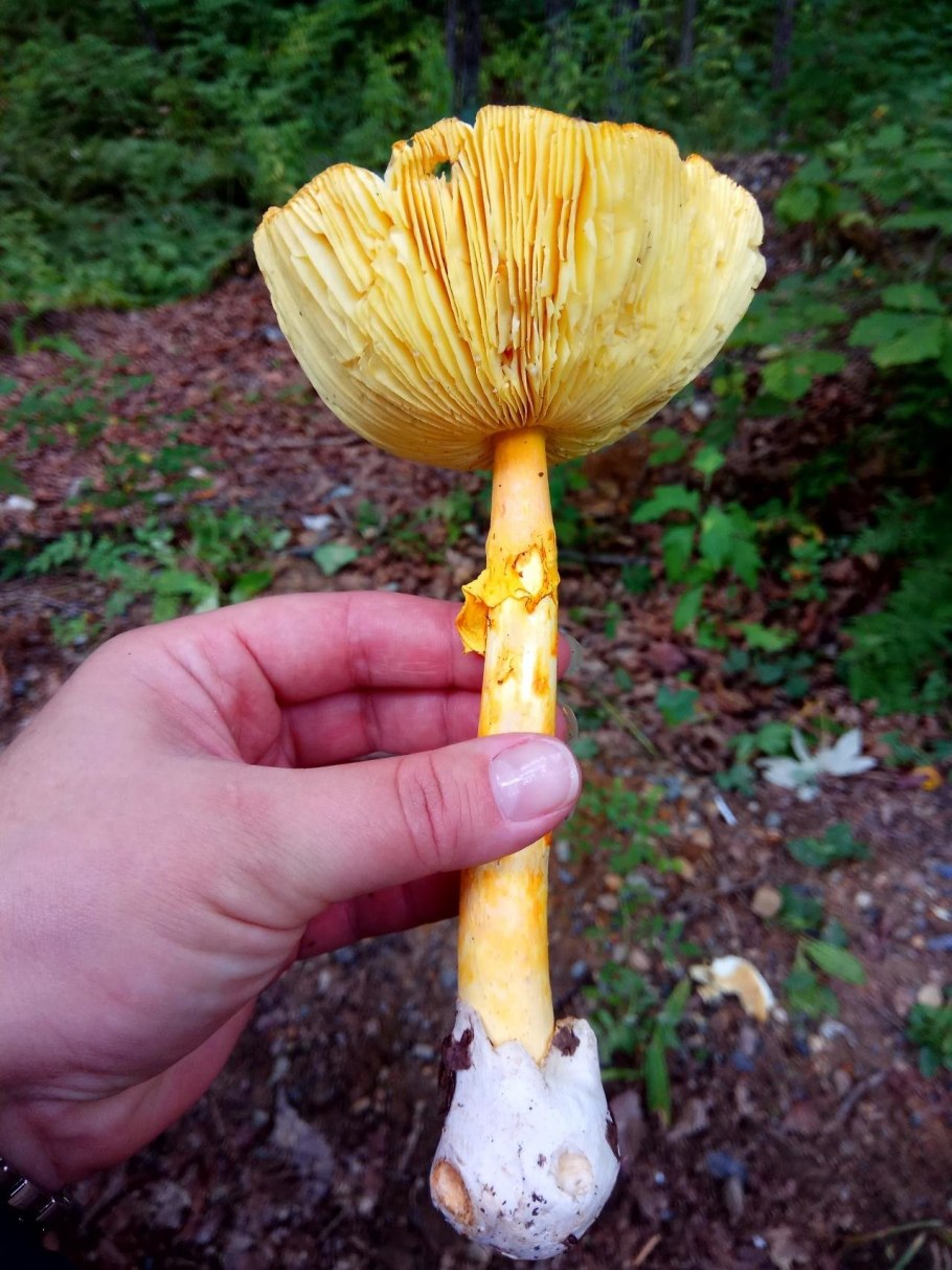 Цезарский гриб Amanita Caesarea