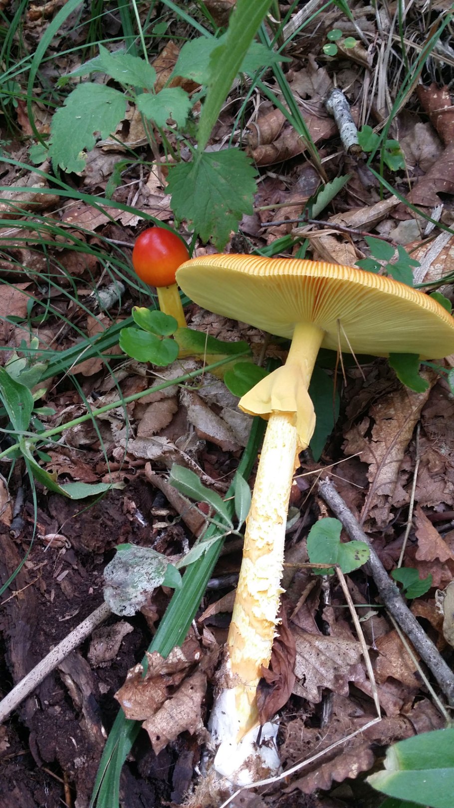 Кесарев гриб Дальневосточный