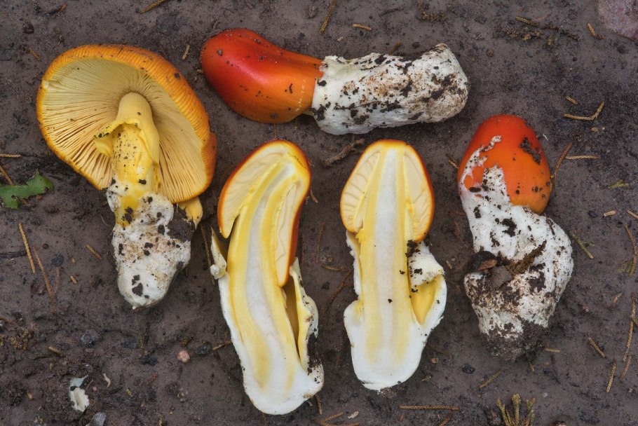 Цезарский гриб в разрезе