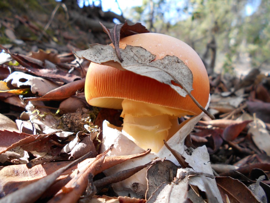 Цезарский гриб много