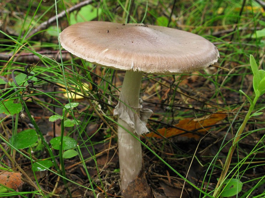 Мухомор порфировый (серый)