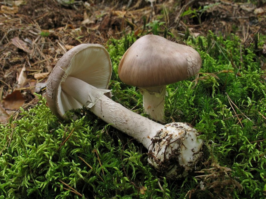 Розовый мухомор пантерный