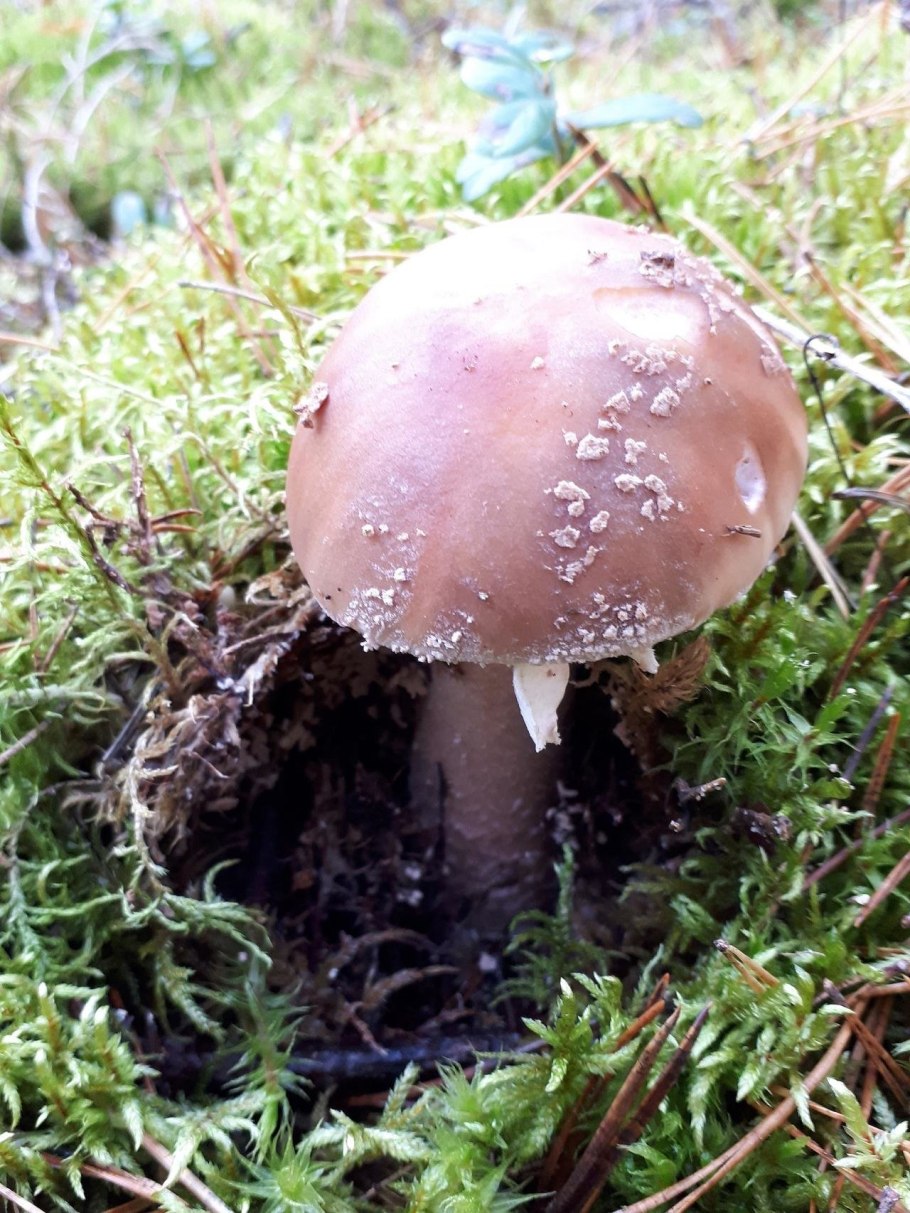 Гриб Amanita rubescens