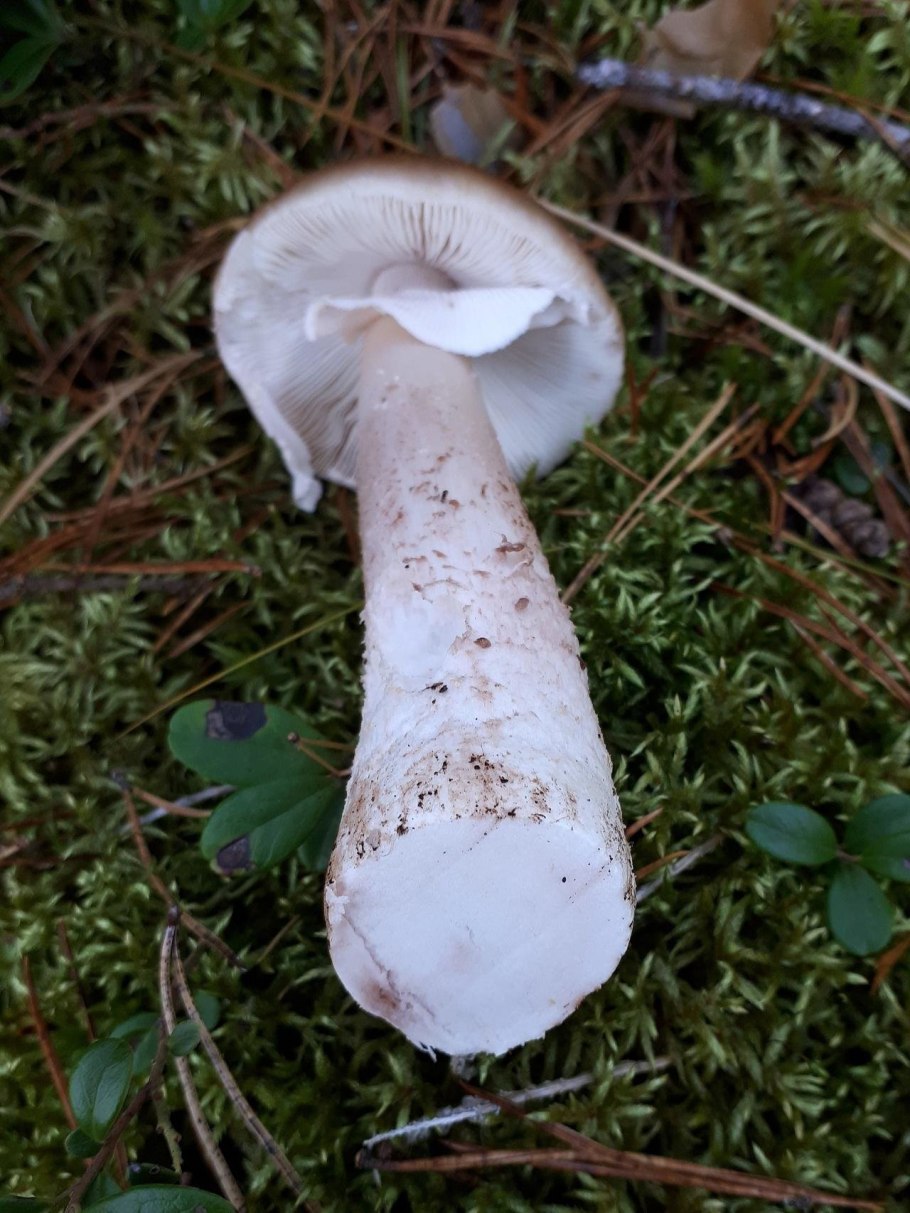 Гриб Amanita rubescens
