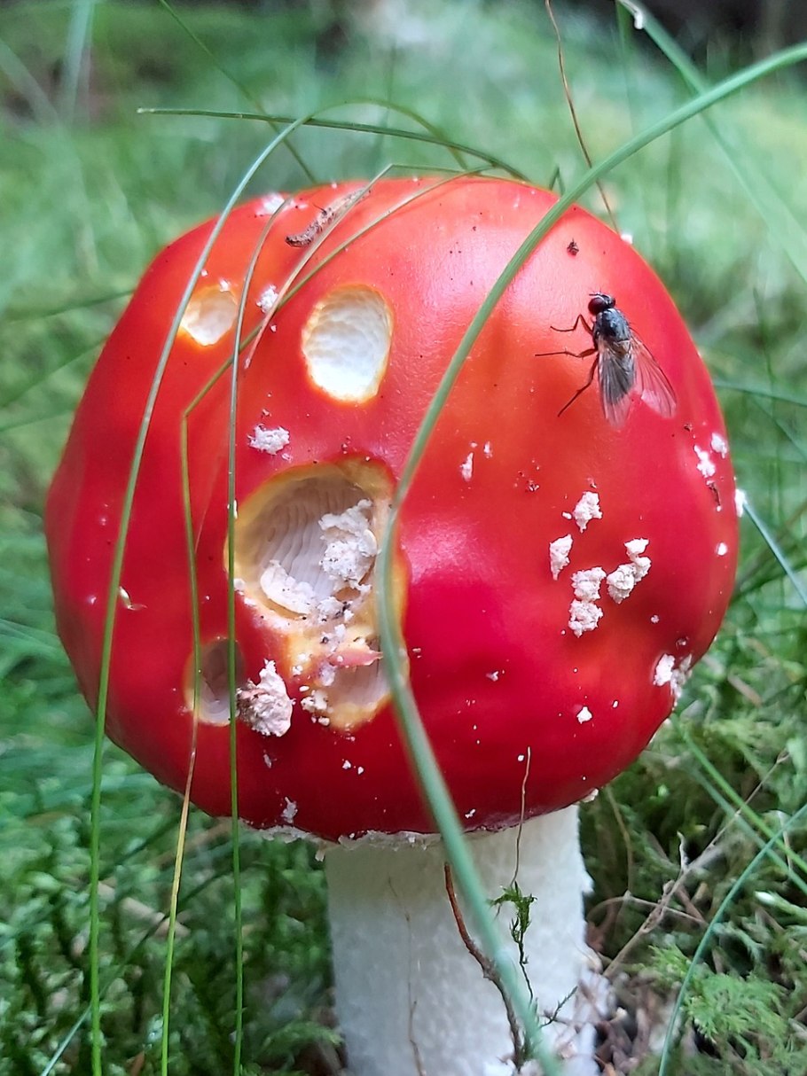 Мухомор жемчужный Amanita junquillea